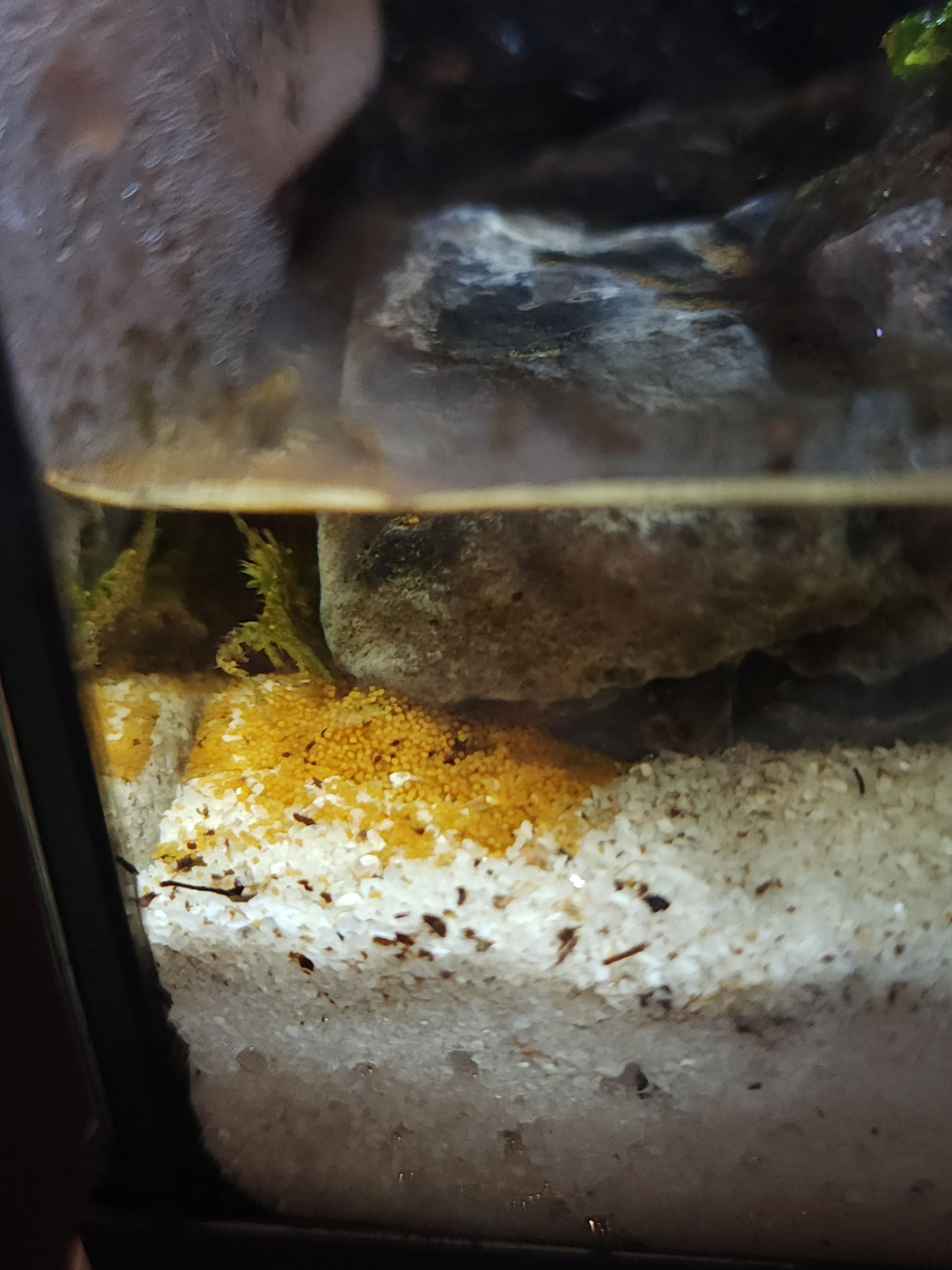 🌳 코아지로 숲(코아지로노모리) 이미지 10